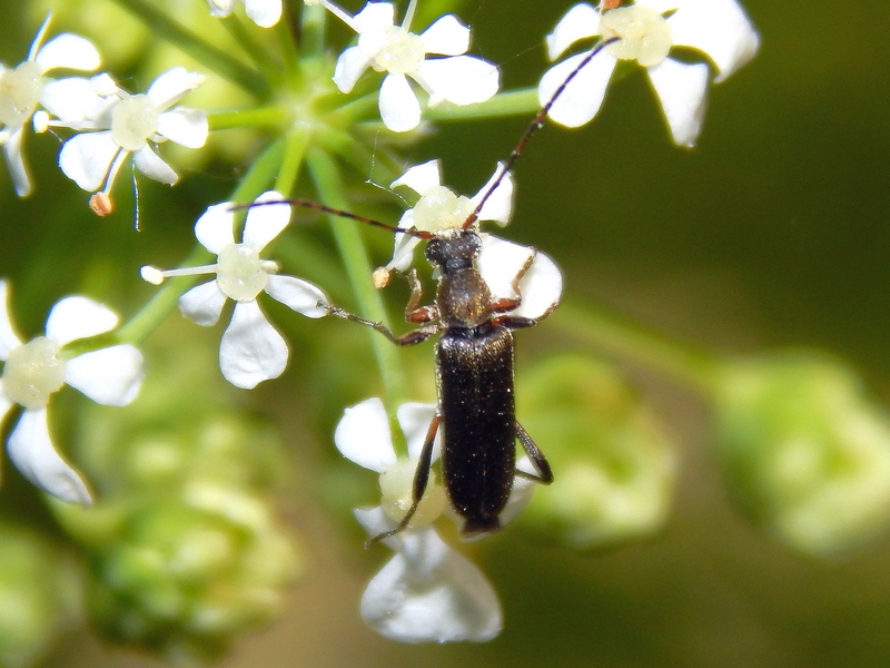 Grammoptera ruficornis, Cerambycidae